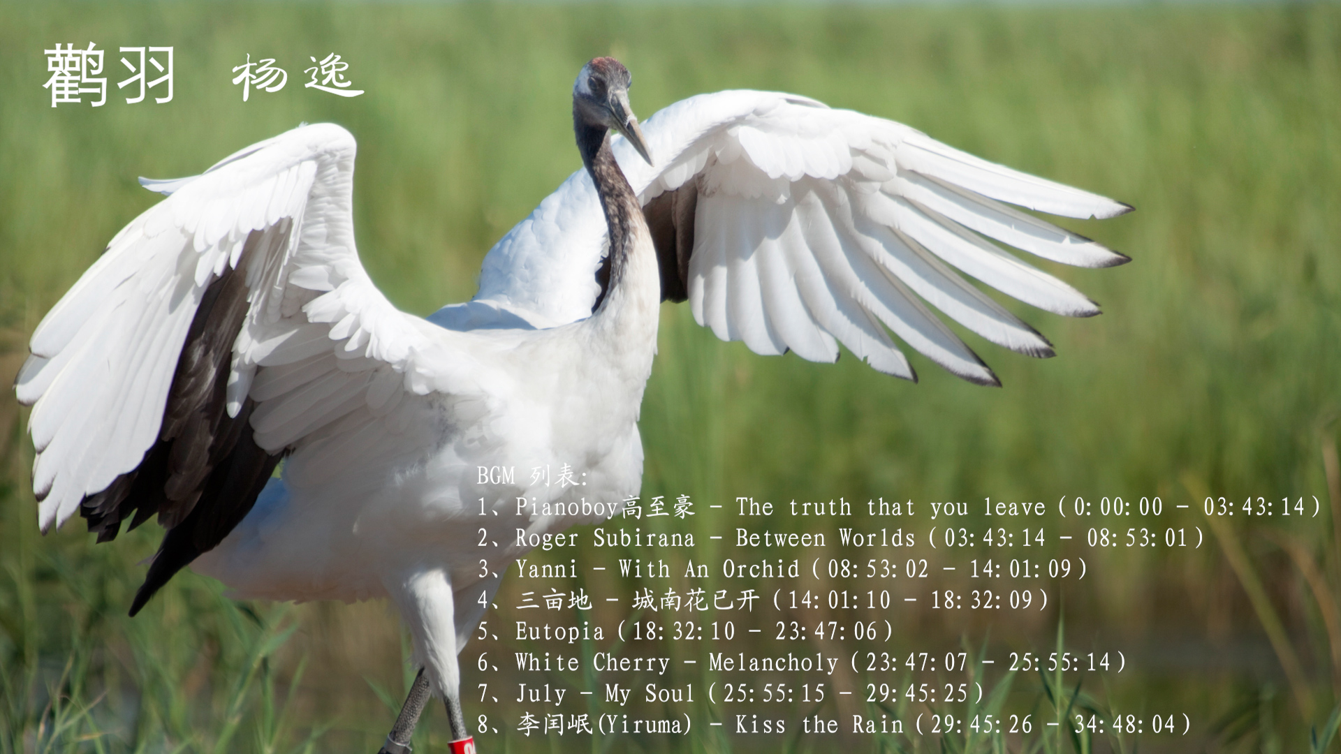 杨逸 - 鹳羽